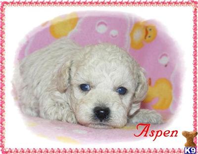 Poodle Puppies for Sale